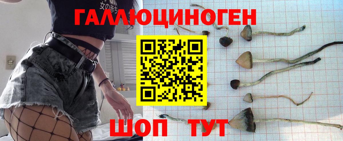 Псилоцибиновые грибы мицелий  Псилоцибиновые грибы Psilocybe  Краснознаменск  Вход с VPN 